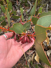 Eucalyptus grossa, photograph (c) Tyler Anthony, some rights reserved (CC BY)