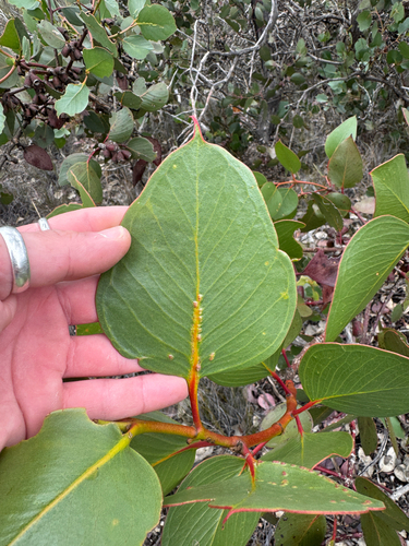Eucalyptus grossa, photograph 5