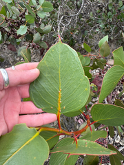 Eucalyptus grossa, photograph (c) Tyler Anthony, some rights reserved (CC BY)