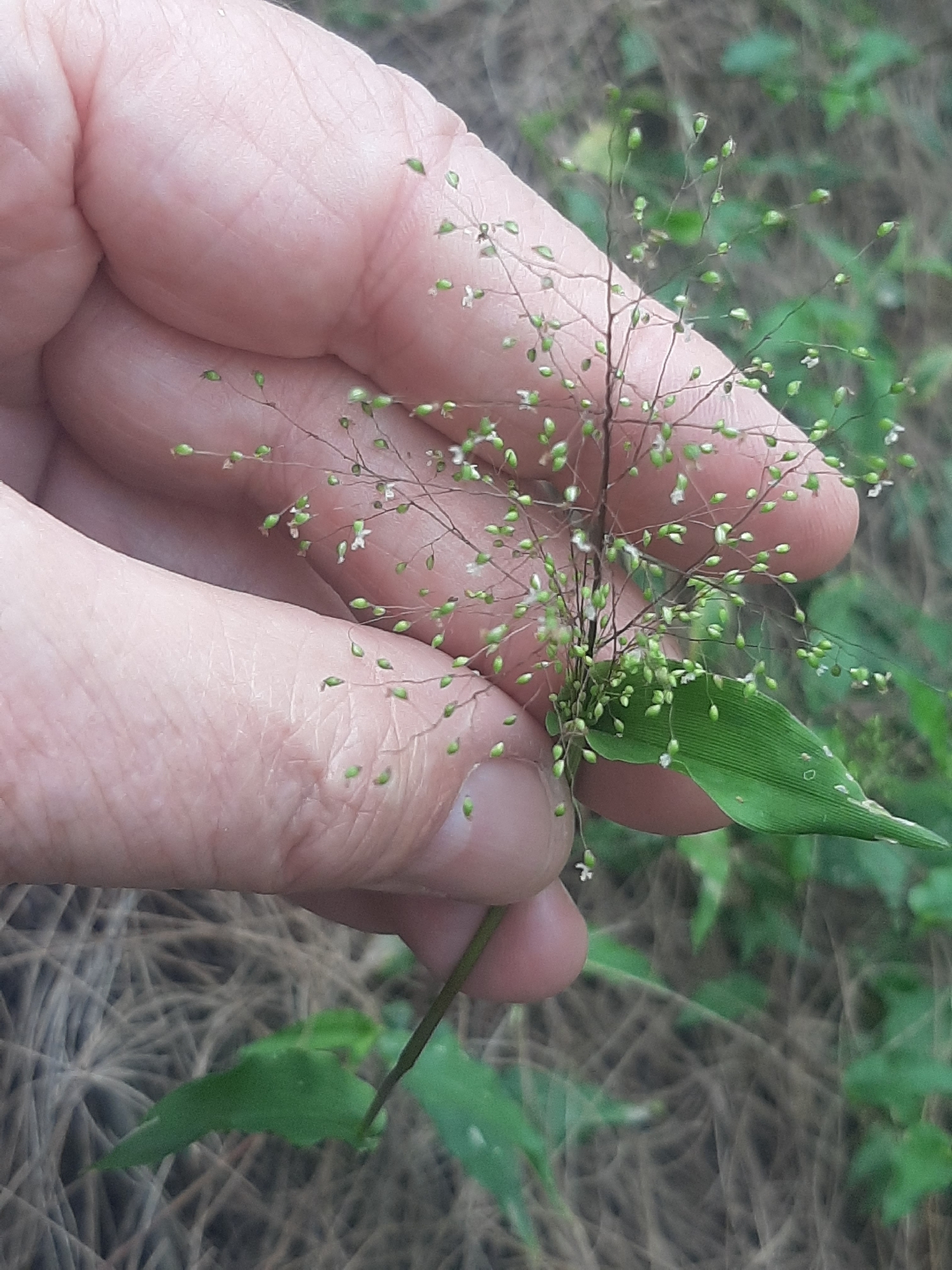 Panicum brevifolium (Panicum brevifolium)