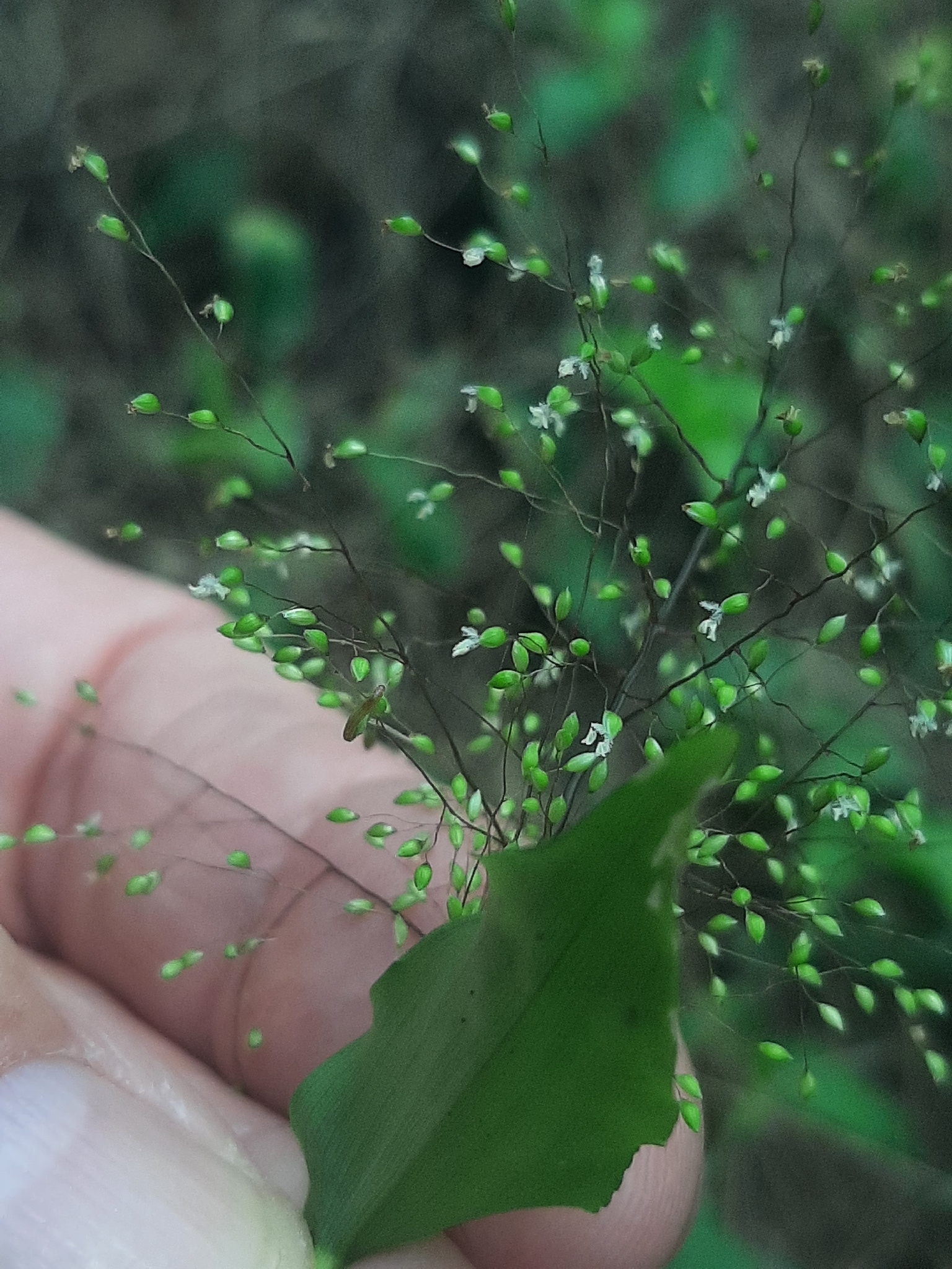 Panicum brevifolium — ảnh 2