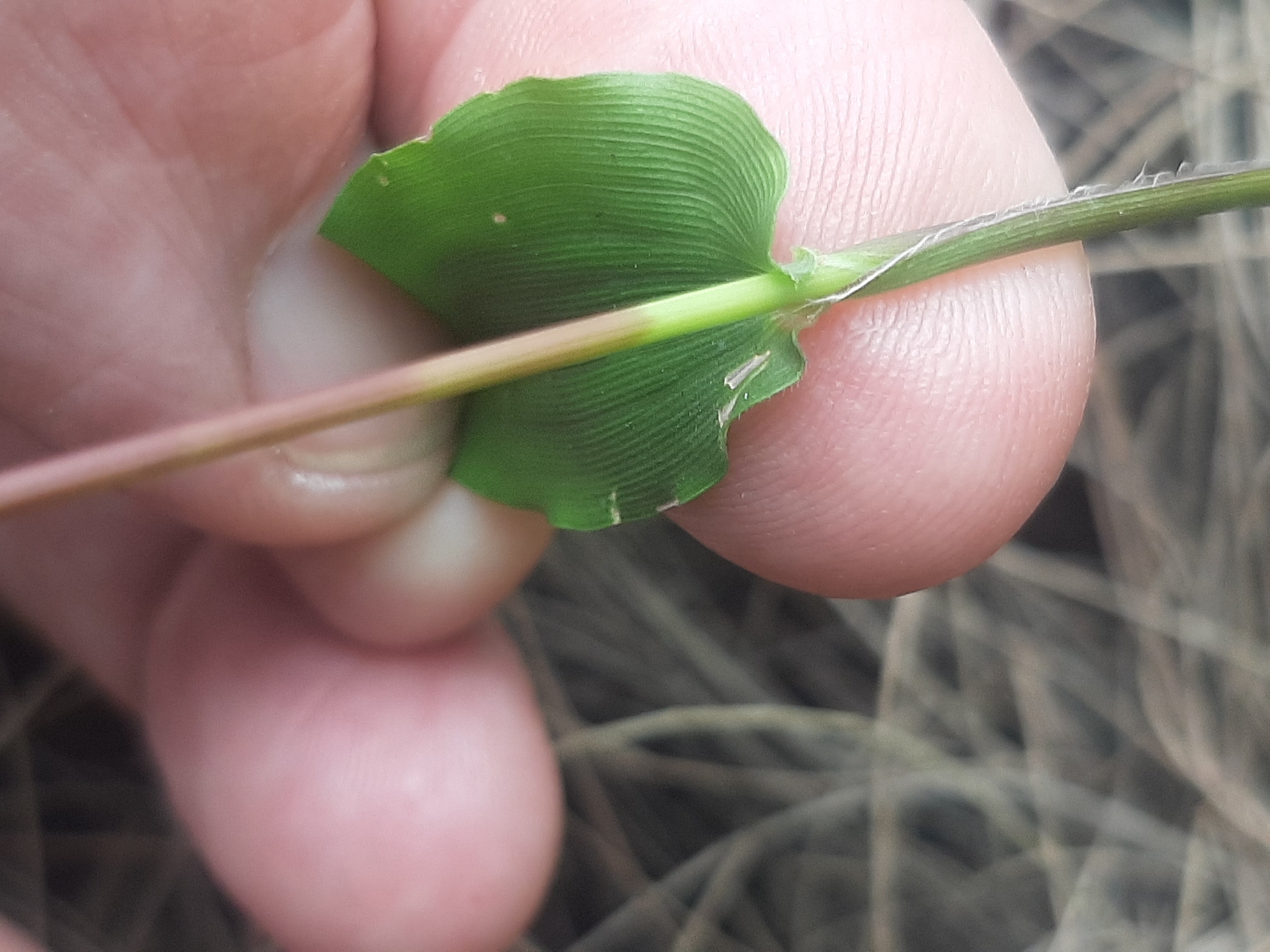 Panicum brevifolium — ảnh 3