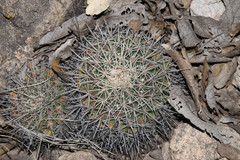 Mammillaria wagneriana