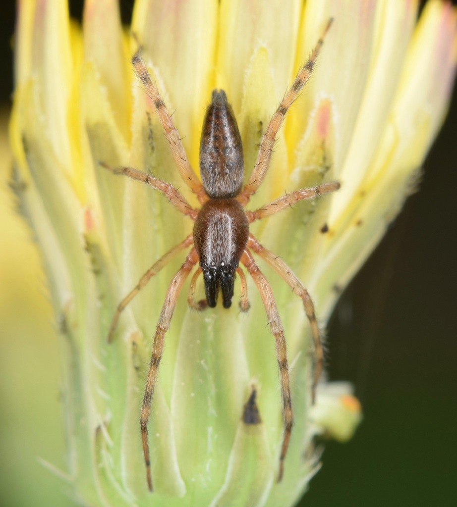Lupettiana mordax