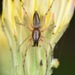 Lupettiana mordax - Photo (c) skitterbug, μερικά δικαιώματα διατηρούνται (CC BY), uploaded by skitterbug