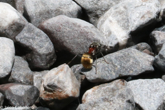 Camponotus rubrithorax