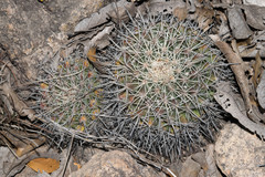 Mammillaria wagneriana