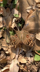 Junonia lemonias