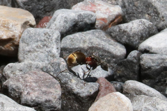 Camponotus rubrithorax