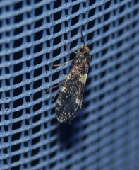 Lampronia corticella