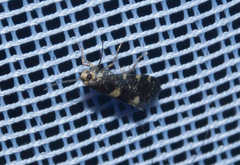 Lampronia corticella