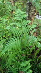Hypolepis polypodioides