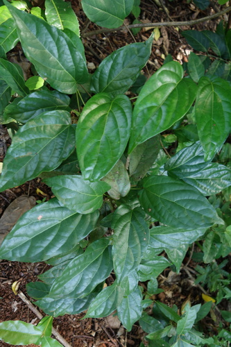 Triclisia capitata