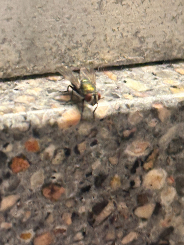 Unknown species found near Trinity Pl, San Antonio, TX, US