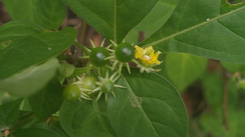 Capsicum hookerianum (Capsicum hookerianum)