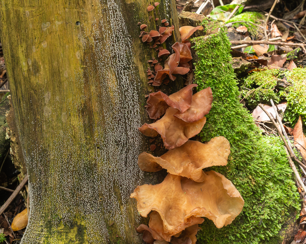 Auricularia fuscosuccinea · February 2026 · photo: © deniszabin (iNaturalist, cc-by)