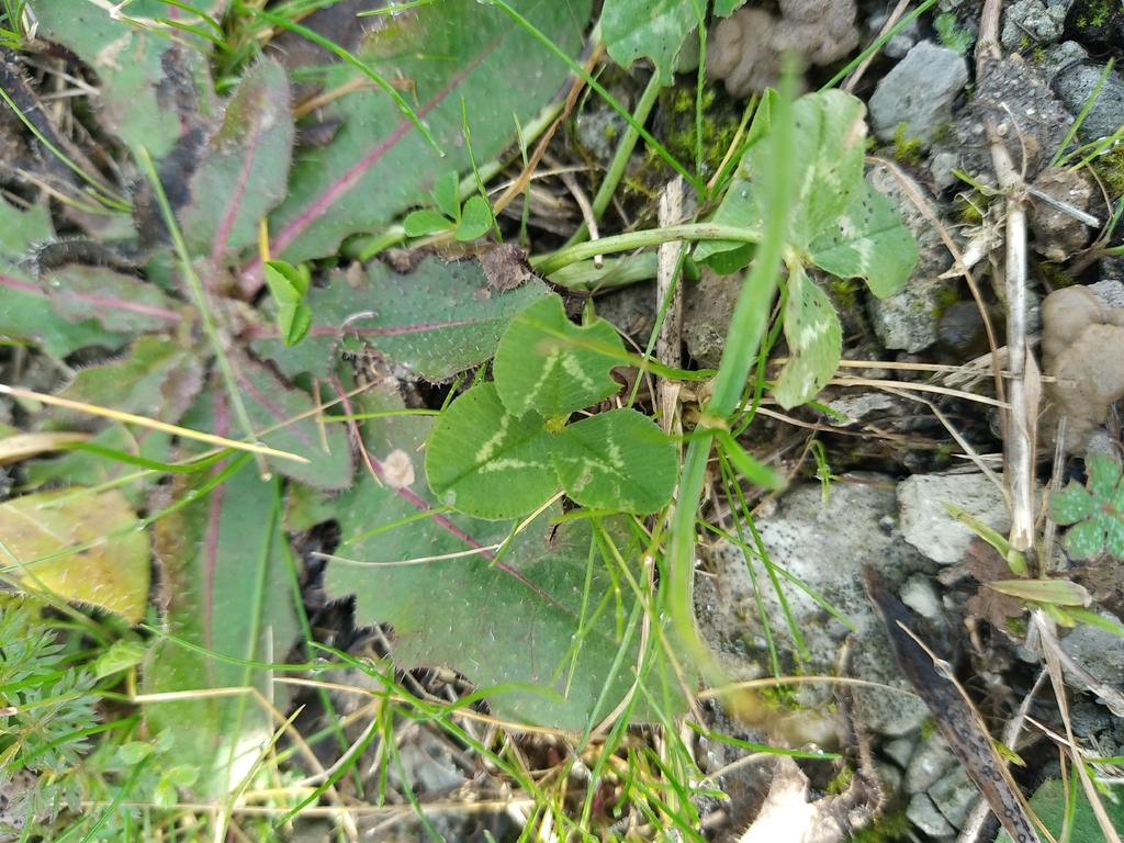 Trifolium repens