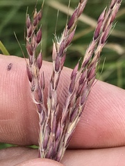 Andropogon appendiculatus