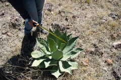 Agave durangensis