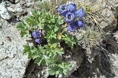 Delphinium brunonianum