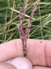 Andropogon appendiculatus