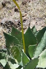 Agave durangensis