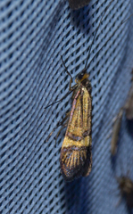 Nemophora degeerella
