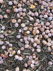 Ginkgo biloba