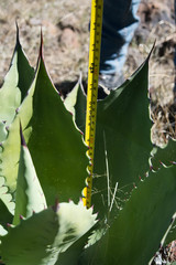 Agave durangensis