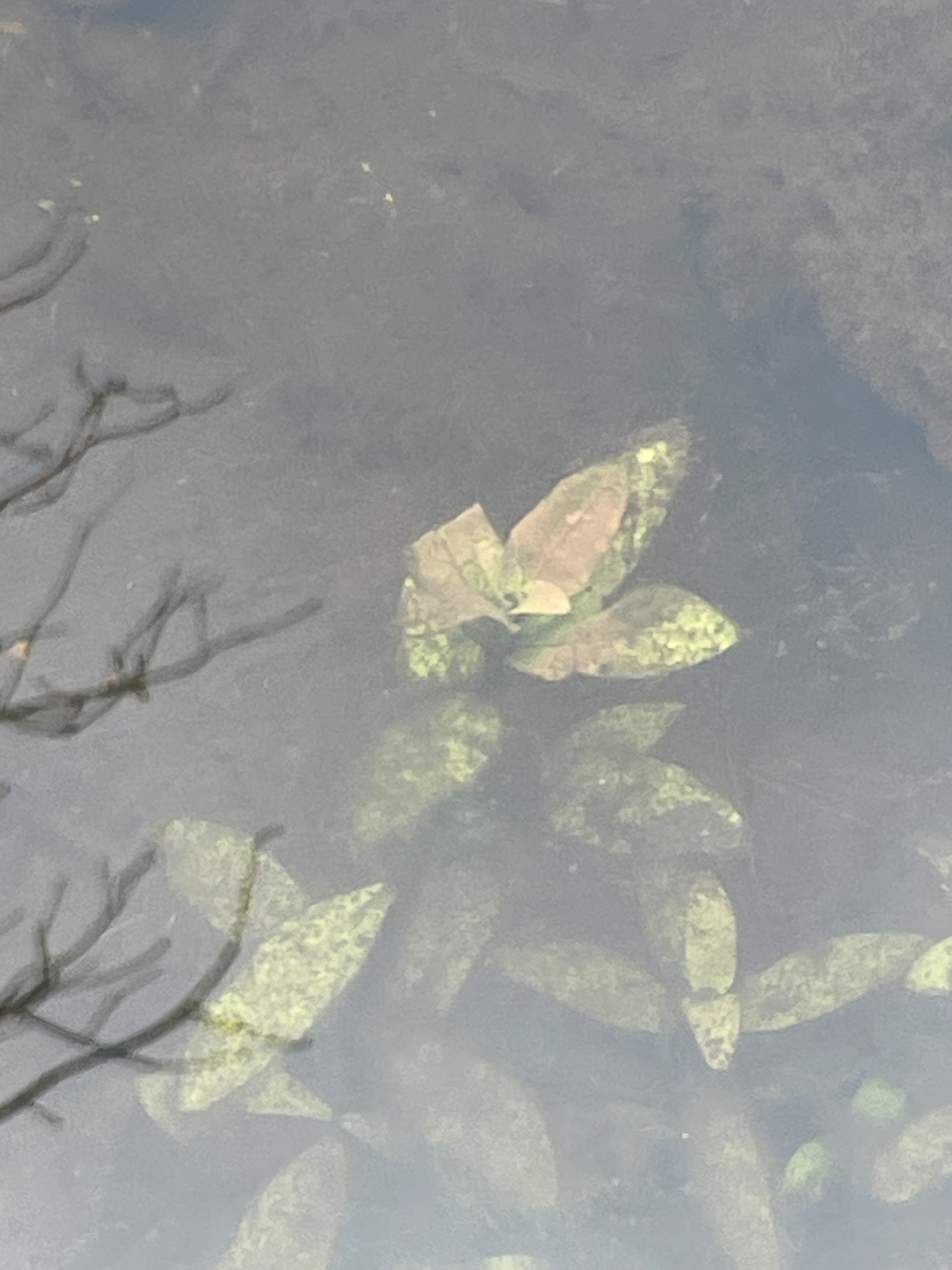 Indian Swampweed (Hygrophila polysperma)