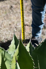 Agave durangensis