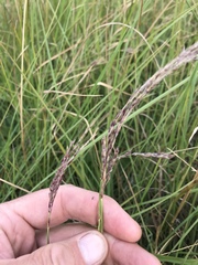Andropogon appendiculatus