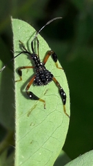 Acanthocephalini