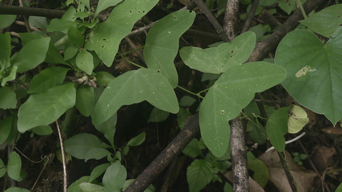Passiflora punctata, photograph 2