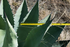 Agave durangensis