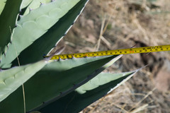Agave durangensis
