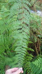 Hypolepis polypodioides