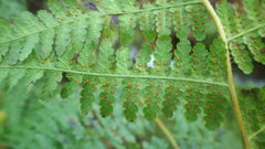 Hypolepis polypodioides