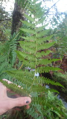Hypolepis polypodioides