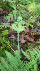 Hypolepis polypodioides