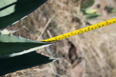 Agave durangensis
