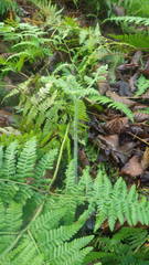 Hypolepis polypodioides