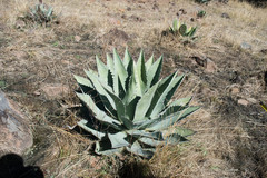 Agave durangensis