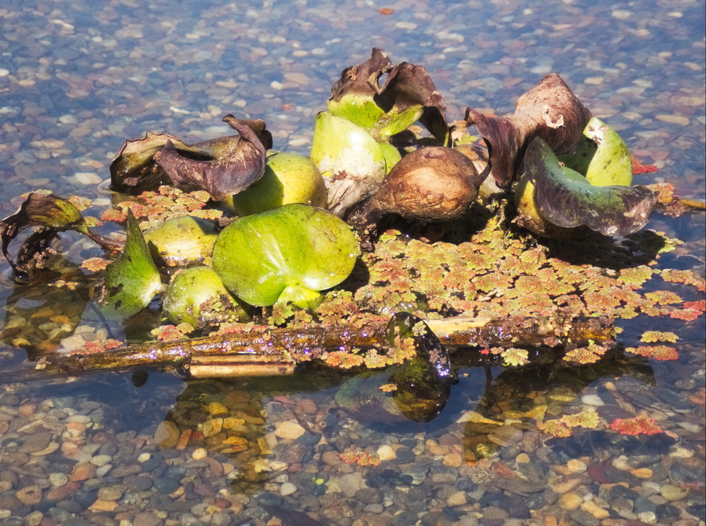 Eichhornia crassipes