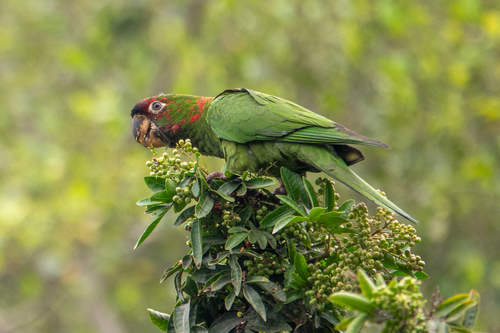 Aratinga mitrada (Psittacara mitratus)