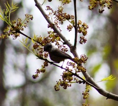 Psaltriparus minimus