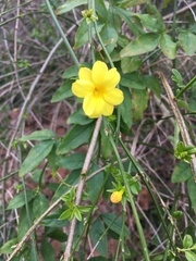 Jasminum mesnyi