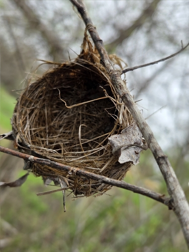 iNaturalist observation photo of Perching Birds