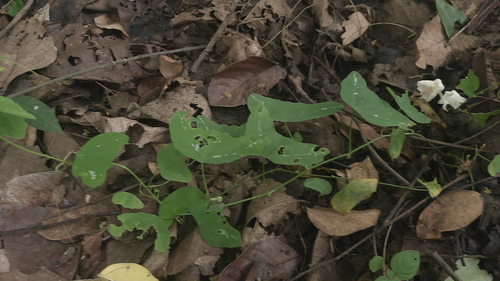colinvaux's passion flower (Passiflora colinvauxii)