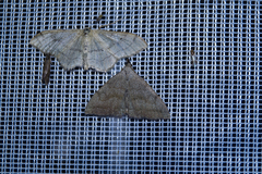 Pechipogo strigilata